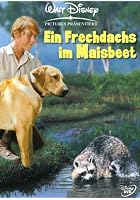Ein Frechdachs im Maisbeet