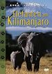 Elefanten am Kilimanjaro