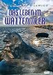 Das Leben im Wattenmeer