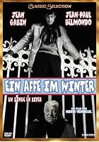 Ein Affe im Winter