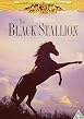The Black Stallion