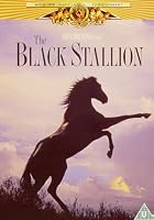 The Black Stallion