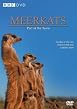 Meerkats - Part of a Team