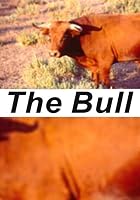 The Bull