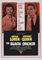 The Black Orchid