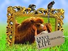 Anna's Wild Life - Series 1