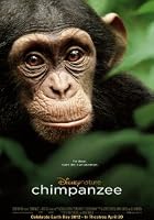 Chimpanzee