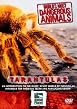 World's Most Dangerous Animals - Tarantulas