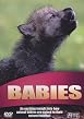 Wildlife - Babies
