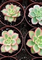 How To Grow Plants In Containers