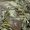 RealTree Max 1