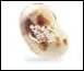 Jelly Belly Toasted Marshmallow