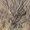 Mossy Oak Brush