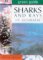 Sharks and Rays of Australia (Australian Green Guides)
