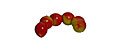 Berkley PowerBait Power Eggs - Magnum Color: Sunrise (FES)