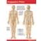 Acupuncture Points by Papertech
