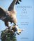 Pyramids of Life: Patterns of Life and Death in the Ecosystem