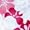 Plumeria Pink
