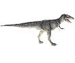 Carnegie Collection- Albertosaurus