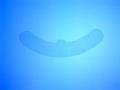 One 9 " Rejuveness Silicone Breast Arc - Guranteed Scar Treatment. Includes 1 Washable and Reusable Silicone Sheet Plus 4' of Rejuveness Tape. Effective for 6 Months of Treatment - Results in 1 - 2 Weeks - Average Healing Time 1 - 3 Months