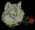 Lobo Rose Images