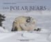Little Polar Bears by Thorsten Milse
