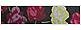 Betsey Johnson Intimates Stretch Mesh Low Rise Cheekini Hipster Panty (LARGE Best Buds)