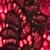 FUSCIA BERRY