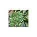 Hawaiian Betel Leaves (Pan) 25pc