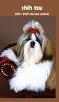 Shih Tzu 2 Yr Pocket - 2008 Calendar - Breeds - Shih Tzu