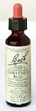 Bach Flower Essence - Chestnut