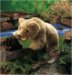 Folkmanis Grizzly Bear Cub Puppet