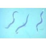 Ladies In Red ONE PINT LIVE BENEFICIAL NEMATODES FOR NATURAL PEST CONTROL.