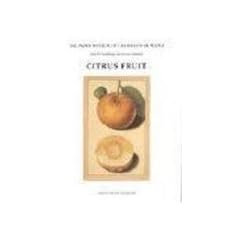 Citrus Fruit (Paper Museum of Cassiano dal Pozzo)