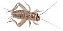 1000 1/2" Live Crickets