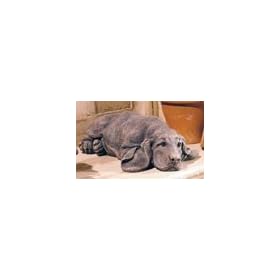 Ashby Brick Finish Basset Pup Garden Statue by 