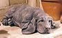 Ashby Brick Finish Basset Pup Garden Statue