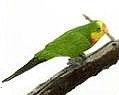Dollhouse Miniature Barrand Parakeet Bird