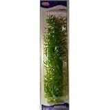 PLANT HYGROPHILIA 20 in. JUMBO - PLANT HYGROPHILIA 20 JUMBO