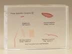 SciEd Platyhelminthes (Flatworm) Comparison