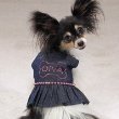 Casual Canine