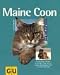 maine_coon23maine coon - Maine Coon
