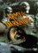Streaming Army of Darkness: Special Edition Online.