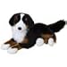 Peter Bernese Mountain Dog 19