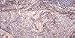 Laura Geller Baked Marble Eyeshadow Amethyst