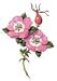 Rosehip Base Oil 100ml * FREE P&P * A.T.C. Reg'd