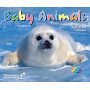 Buy Baby Animals a Year 2005 Daily Boxed Calendar