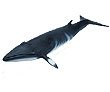 Minke Whale