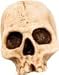Skull Doorknob Cover Halloween Prop