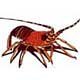 Crustacean Crab/Shellfish Clip Art & Stock Photo Images